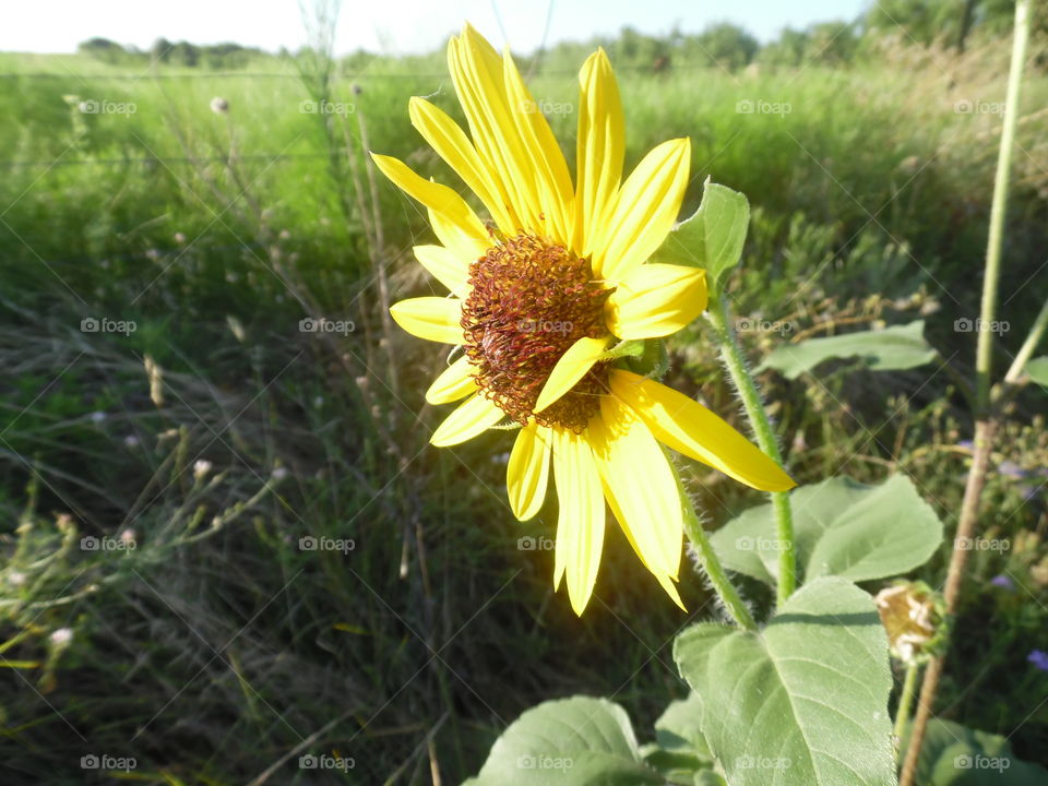 driving miss Daisy. This is a picture of a sunflower 🌻 that I saw while out walking this morning