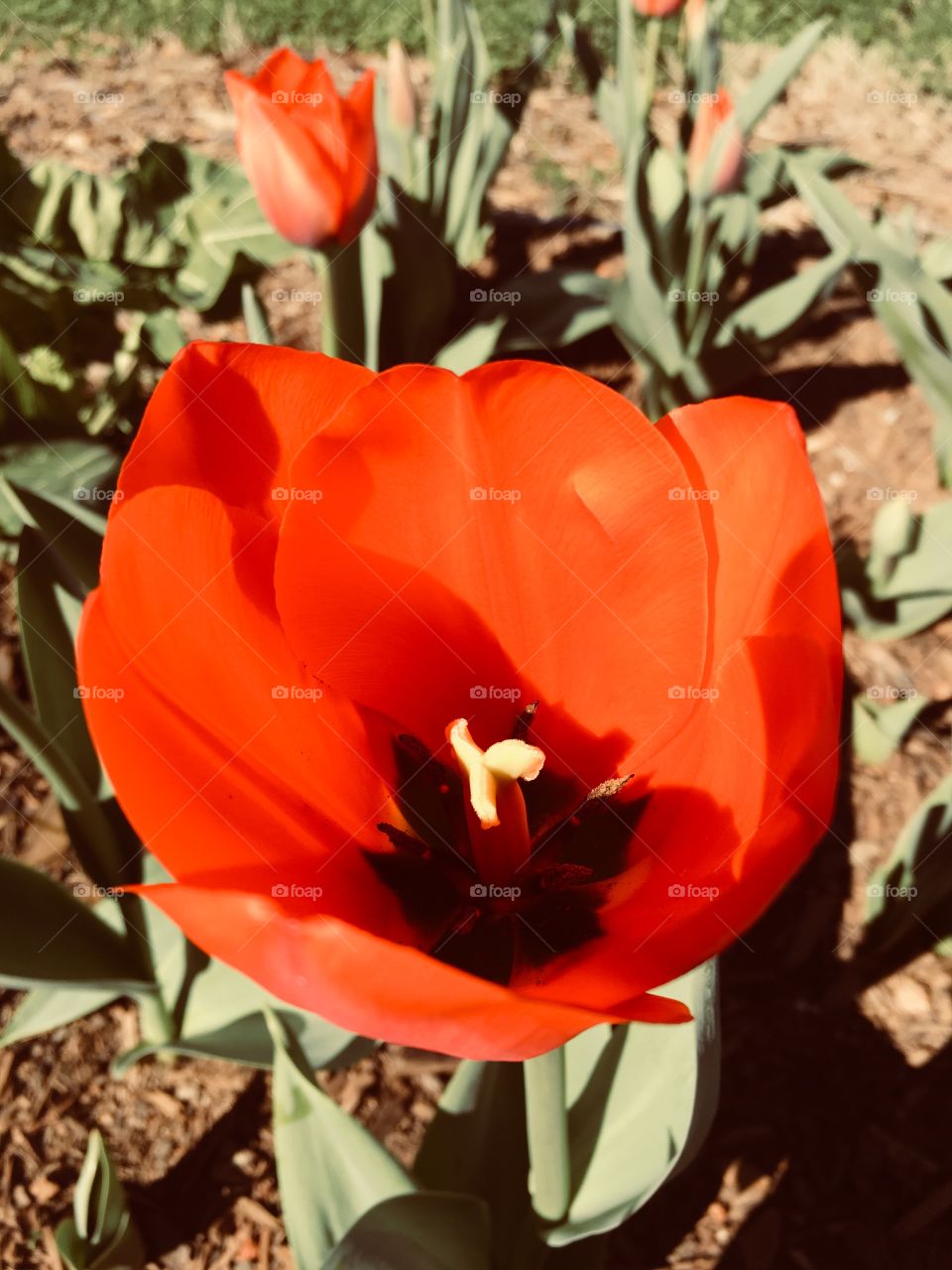 Dancing through the tulips