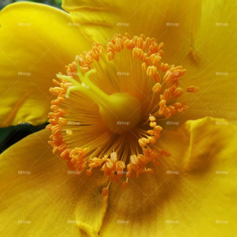 Macro detail shot of the center of a buttercup bloom.