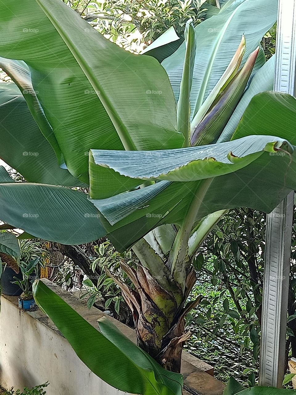 banana tree