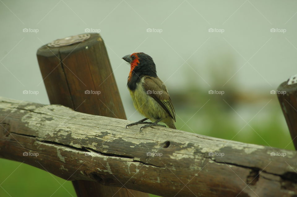 blackcollared barbet