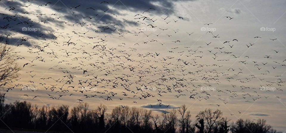 Birds flying in flock on a beautiful sky during cloudy and sunny, cold winter day