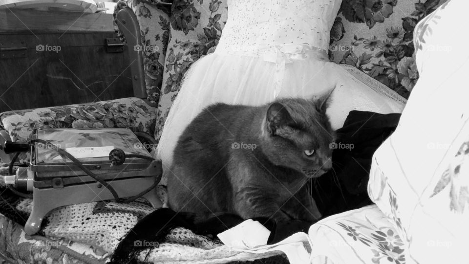 A cat, who lives in a junk/antique shop, kneads to make a comfortable place to lie down.