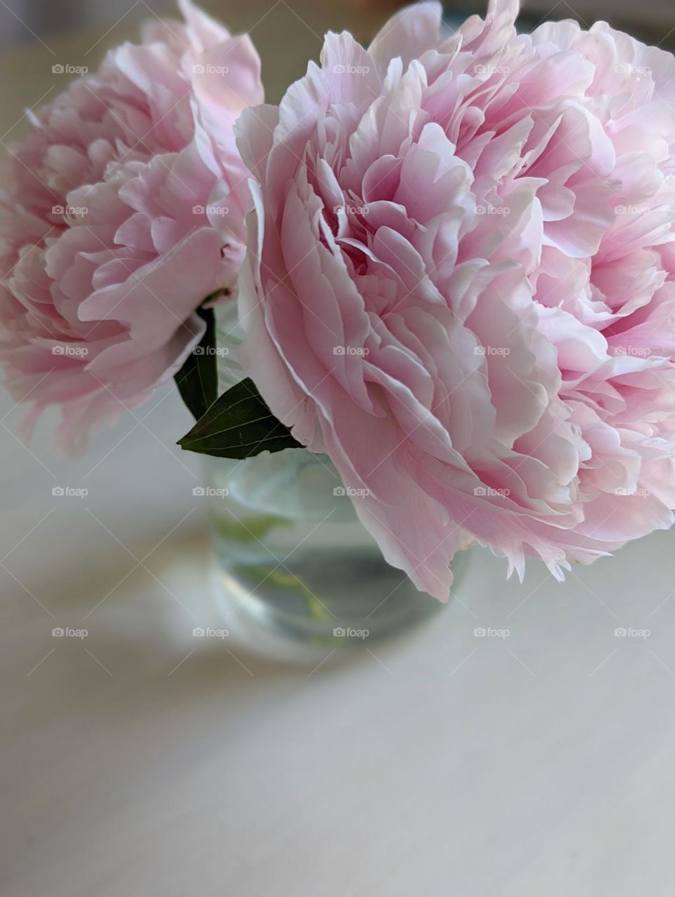 beautiful pastel pink flowers in full bloom in a clear vase