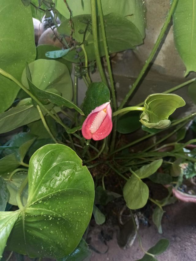 Anturio deu a primeira flor.