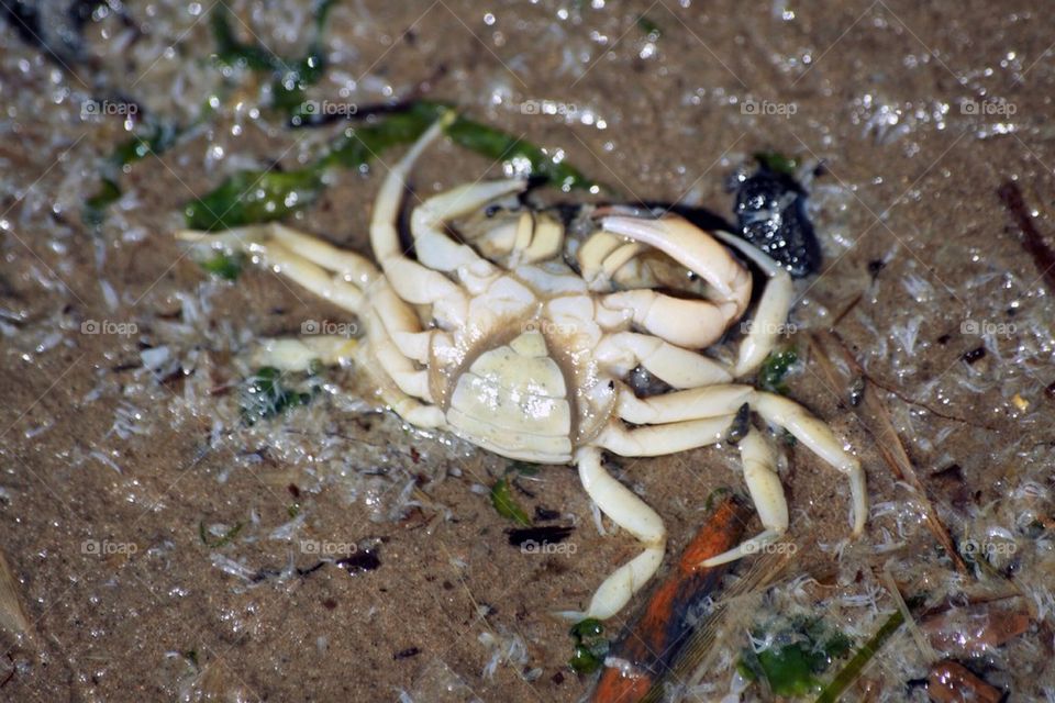 Crab