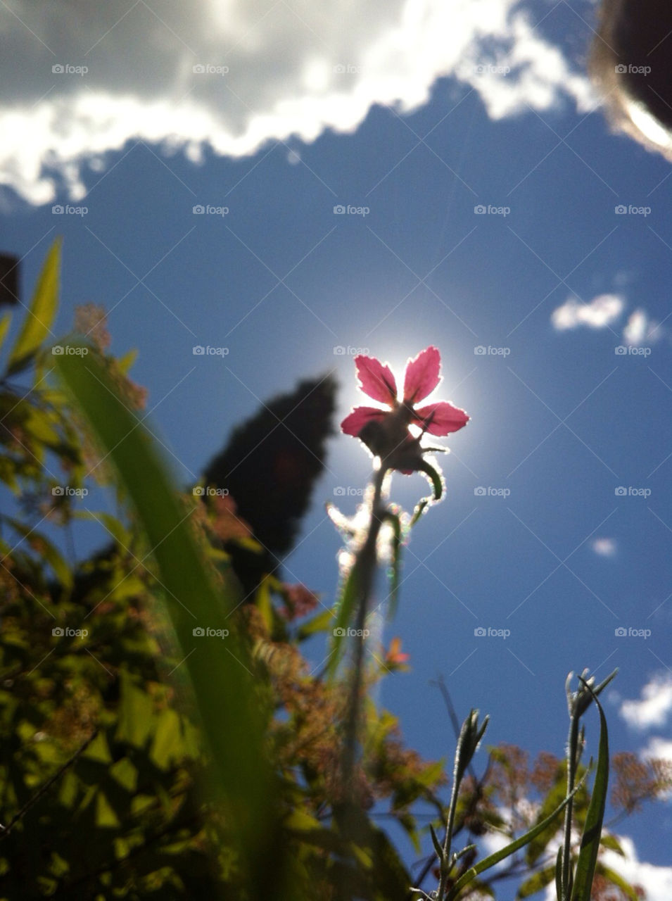 Pink flower