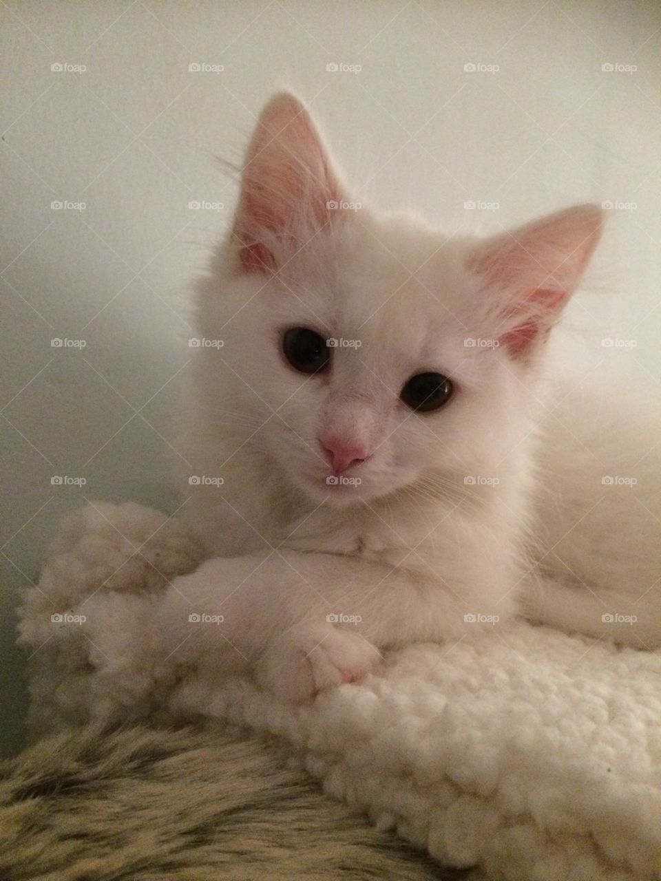 Such a posh little cat, posing with her paws crossed and looking inquisitively at the camera. 