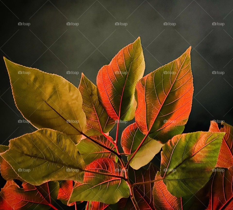 Complementary colors on leaves