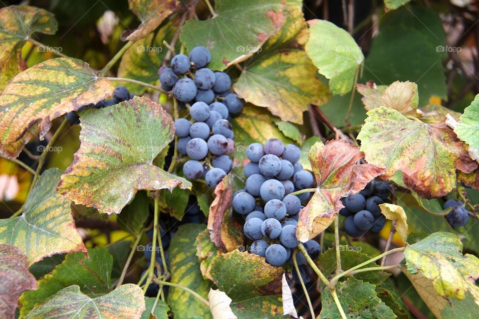 grapes and autumn colors