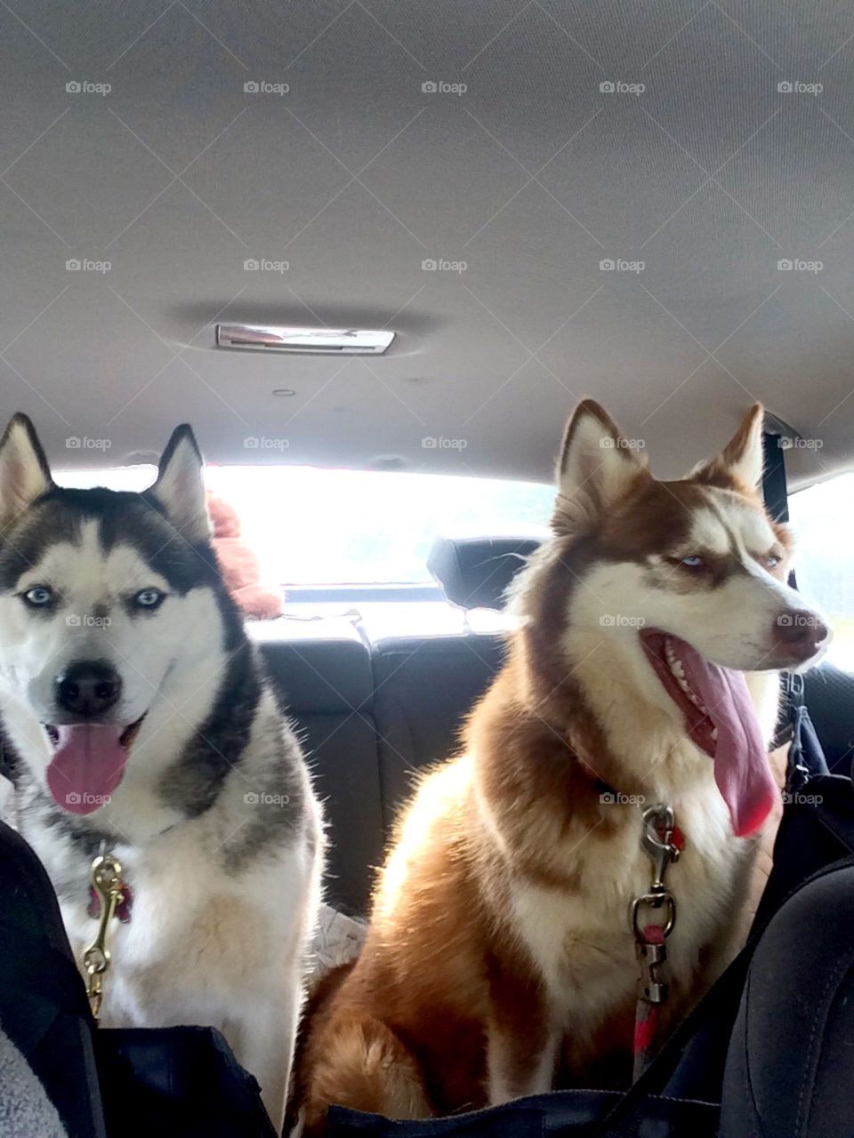 Husky dogs