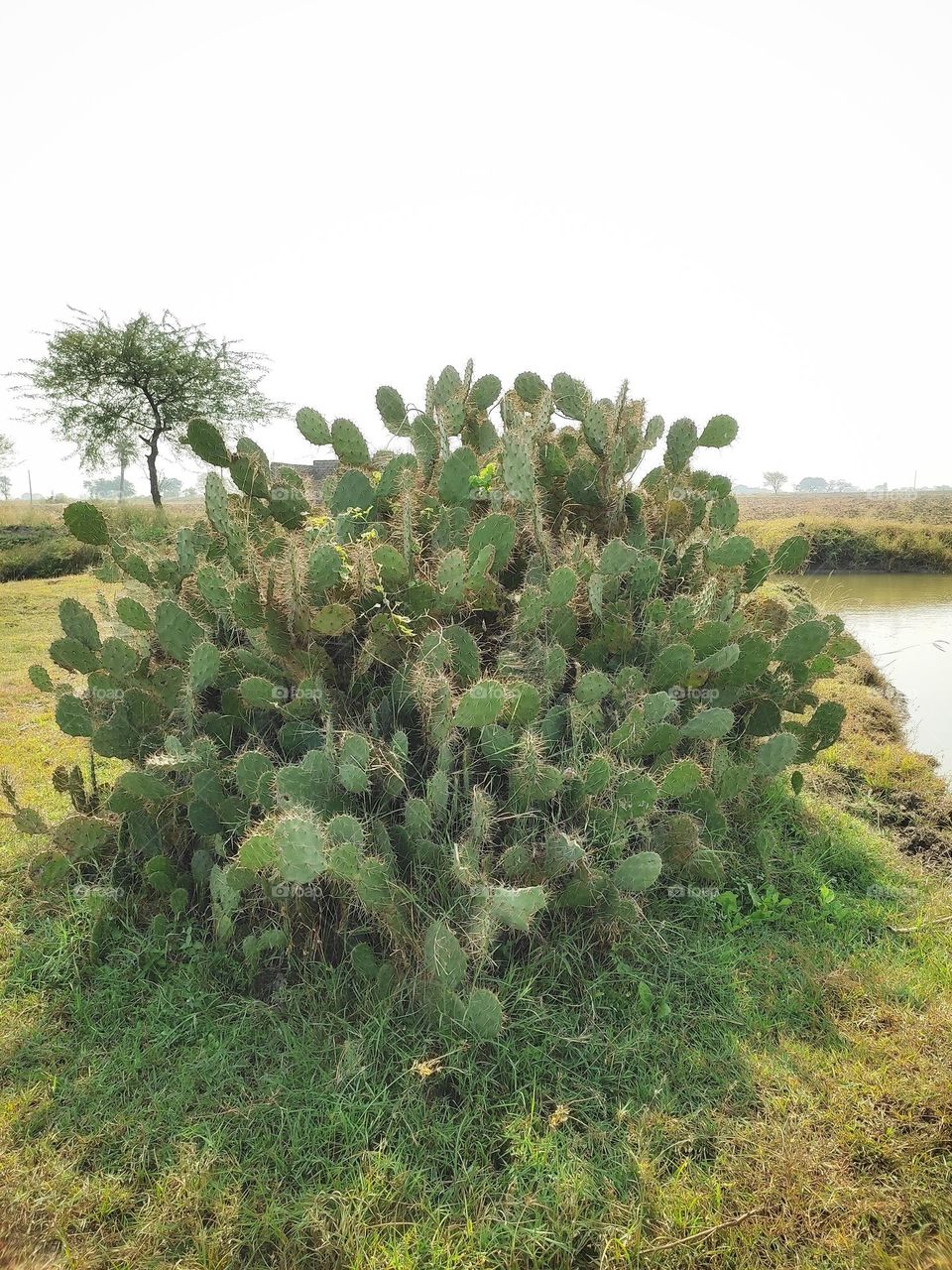 cactus family having fun and enjoying their life in sunny day.