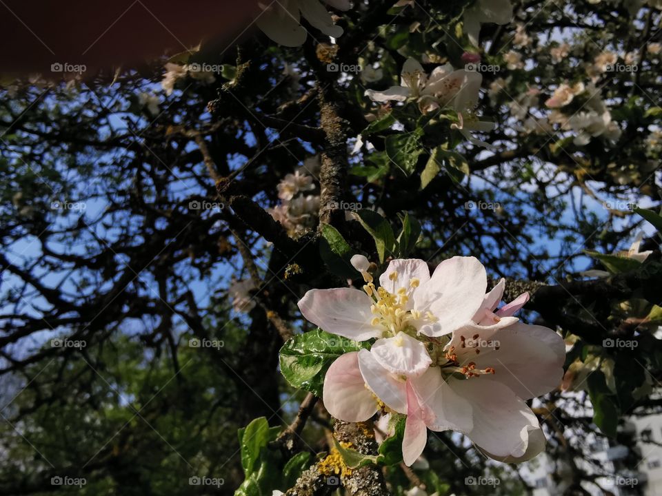 Apple blossom in springtime