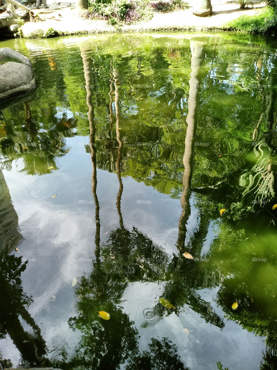reflexo água Palmeiras. parque campo
