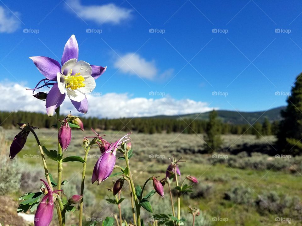 columbine flowers in Colorado