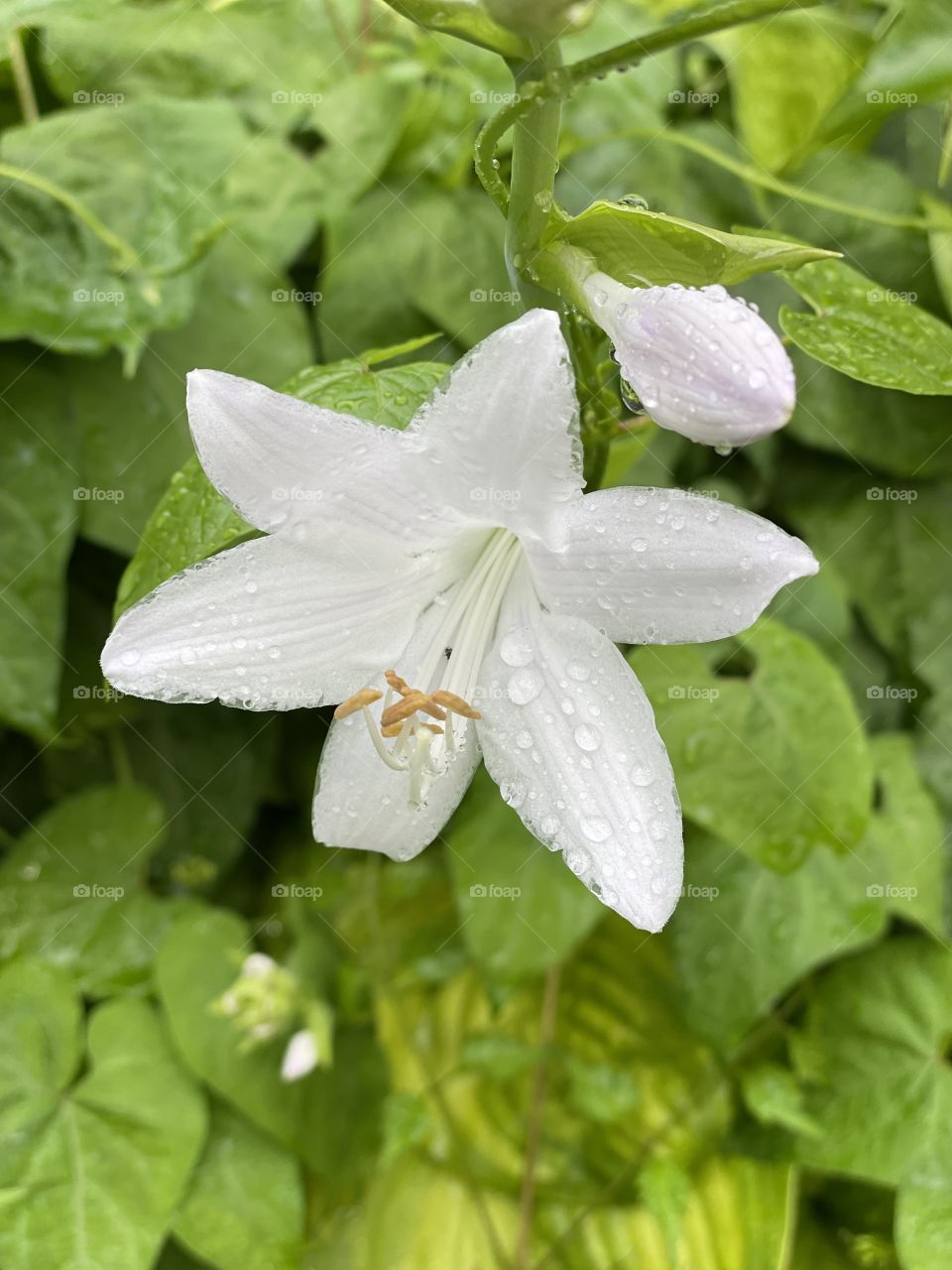 Raindrops on hosts flower close-up