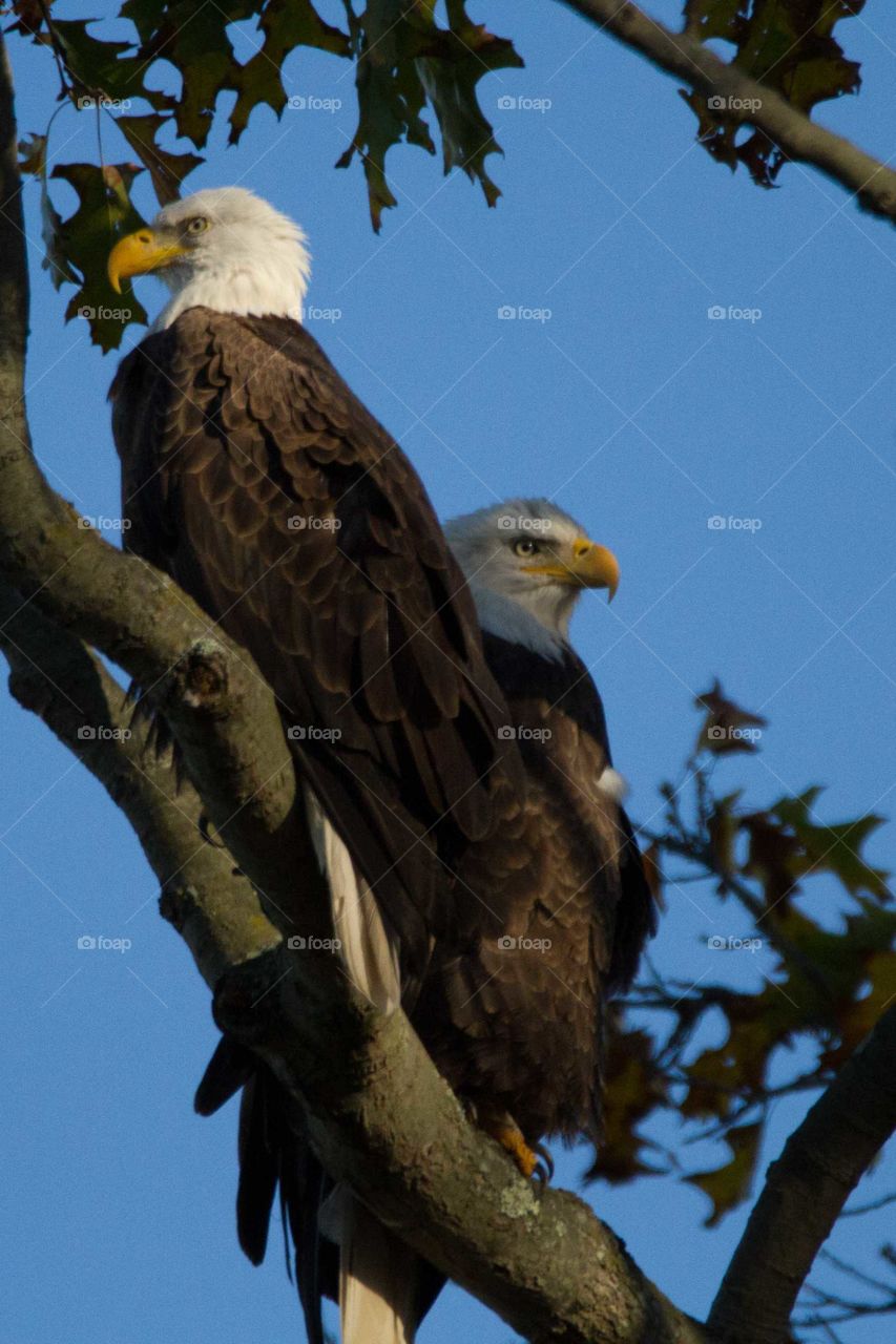 Bald eagle pair