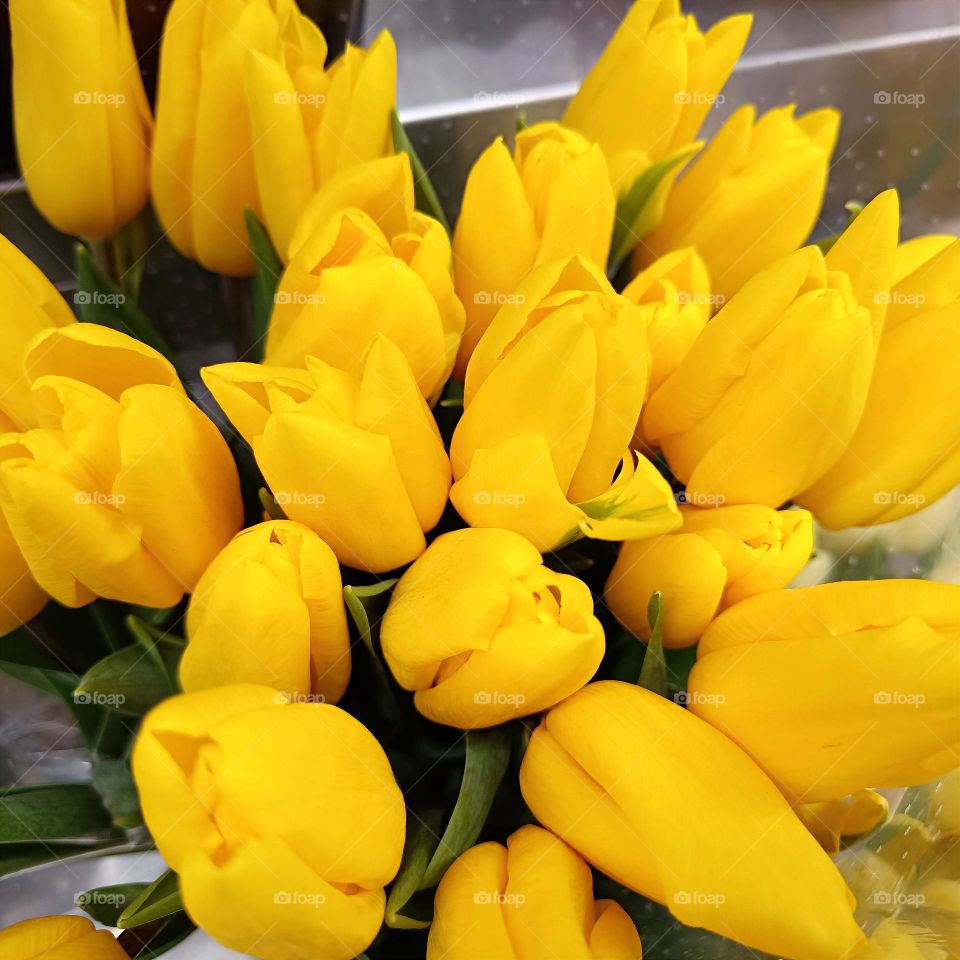 yellow tulips