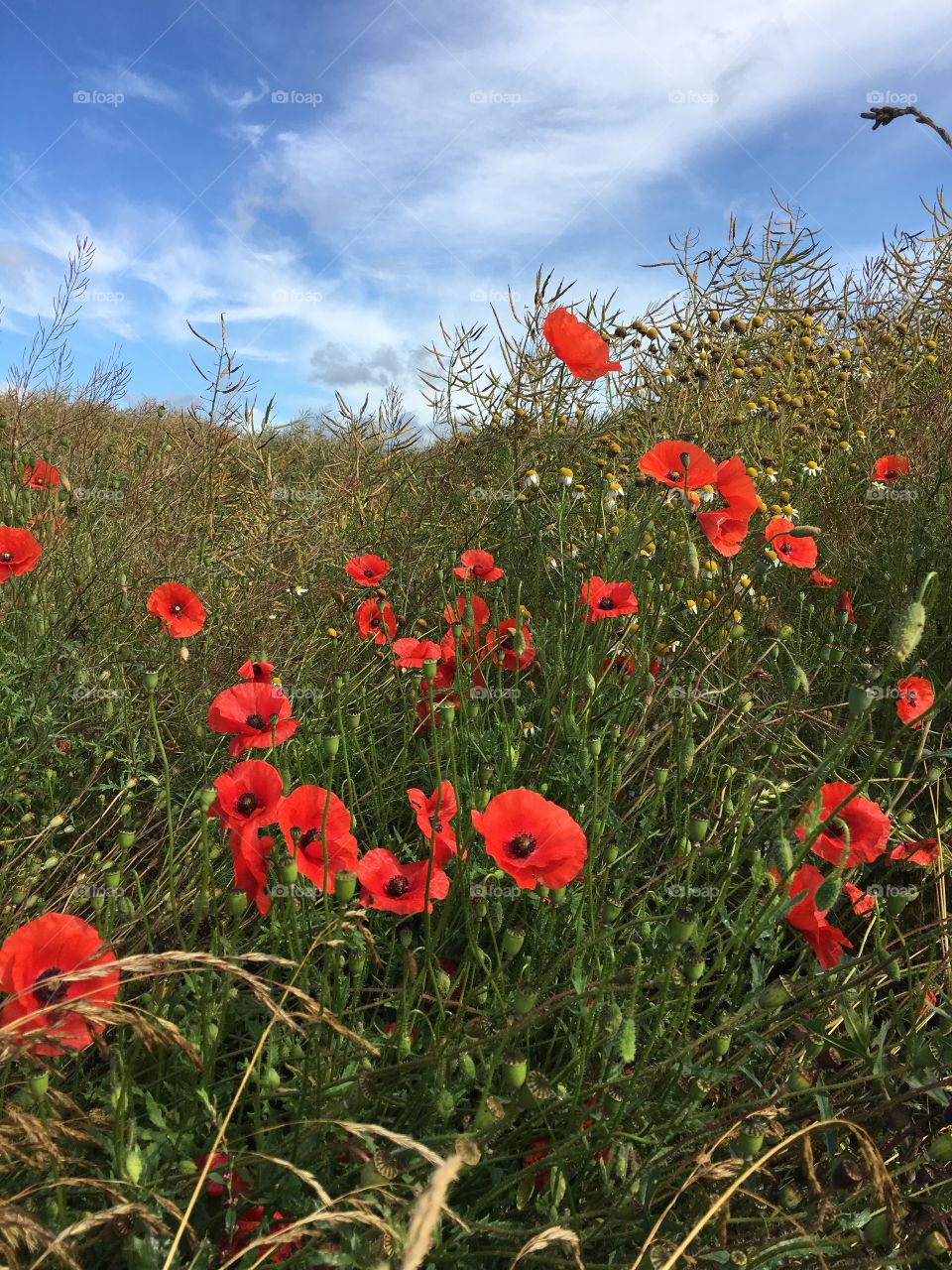 Poppies in a grain field