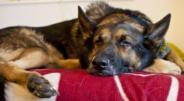 Sleepy dog