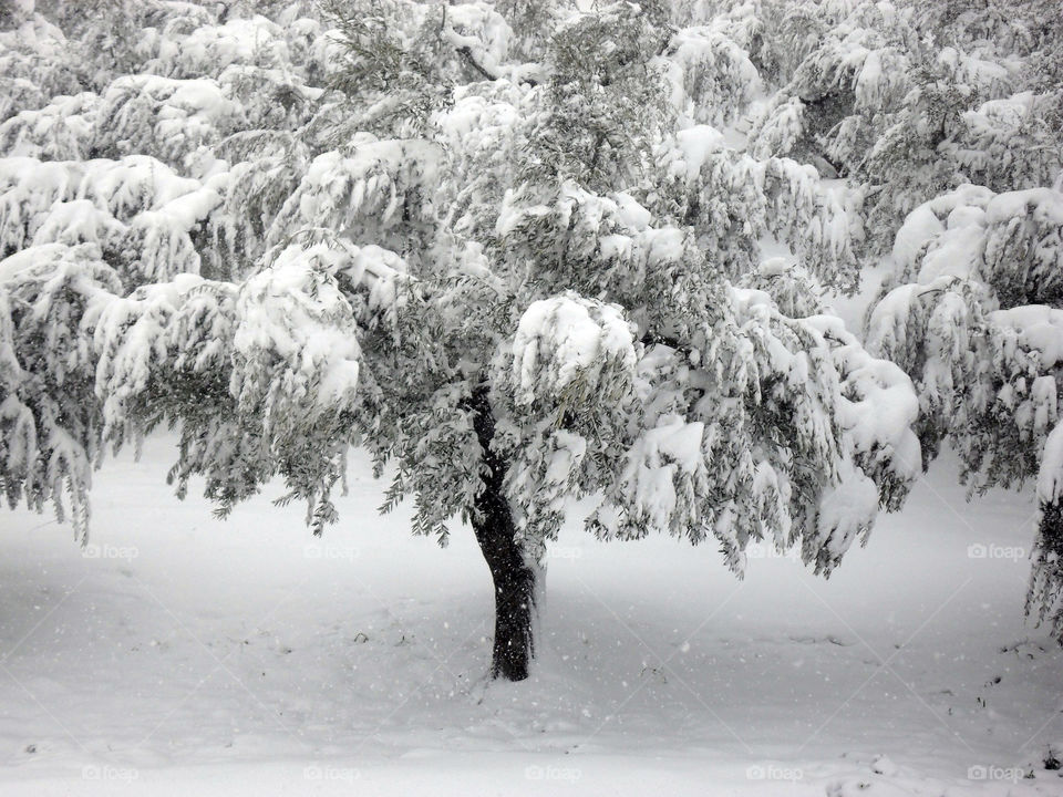 Snow tree in winter