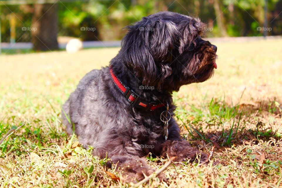 Pooch laying in the grass on a beautiful sunny day