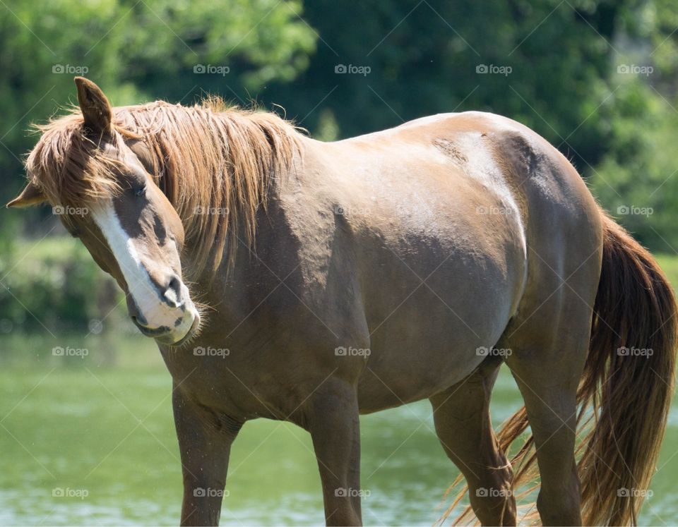 High angle view of horse