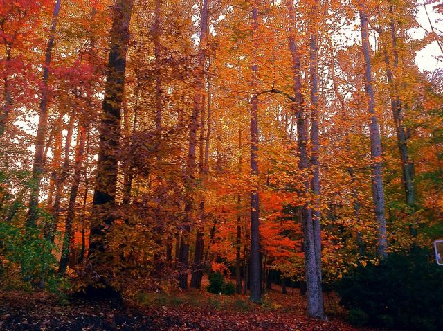 fall