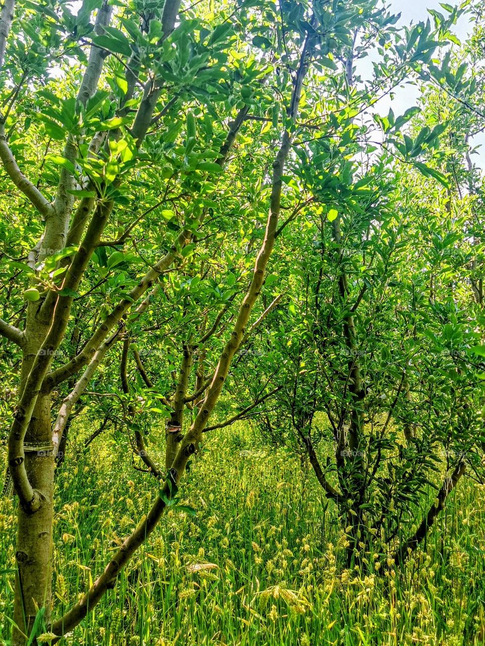 Walking in the field