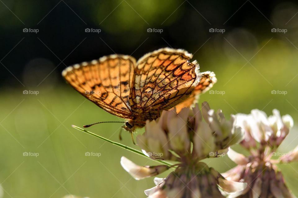 Butterfly on flower