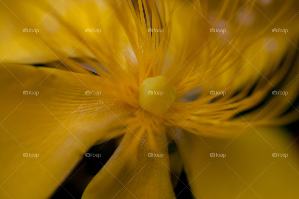 Macro of vibrant yellow flower. 