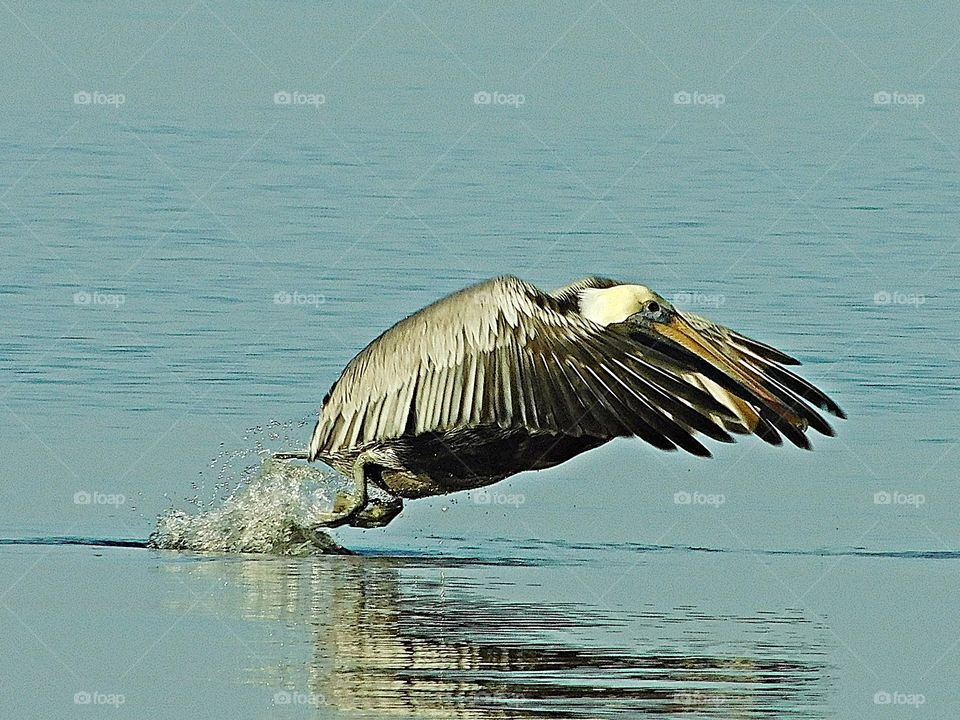 Wild Animals of The United States Foap Missions - A Brown Heron takes off of the sunset Gulf of Mexico after scooping up a fish