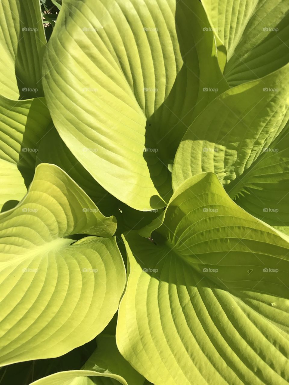 Green-yellow hosta leaves 