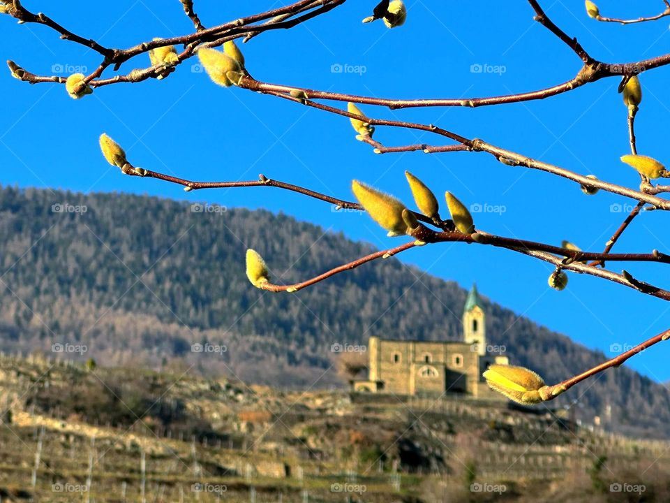 Nature is waking up.  Tree branch with buds.  In the background, a mountain with vineyards and a stone castle