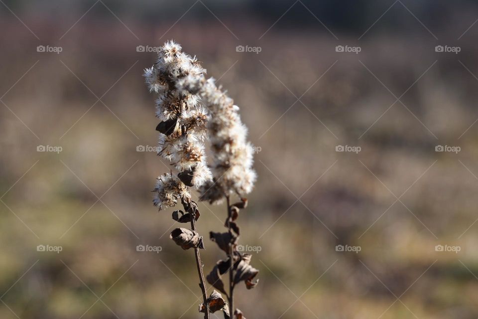 Close in you'll find details that reveal an entirely different world