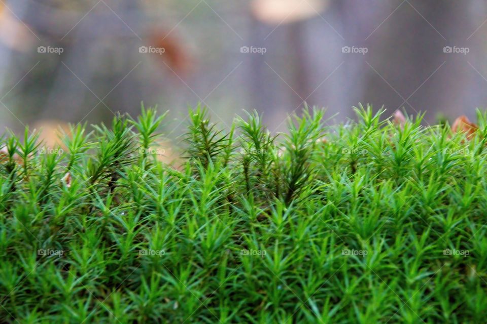 green moss on tree trunk