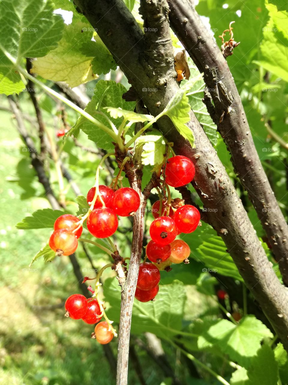 Colorful berries - redcurrant
