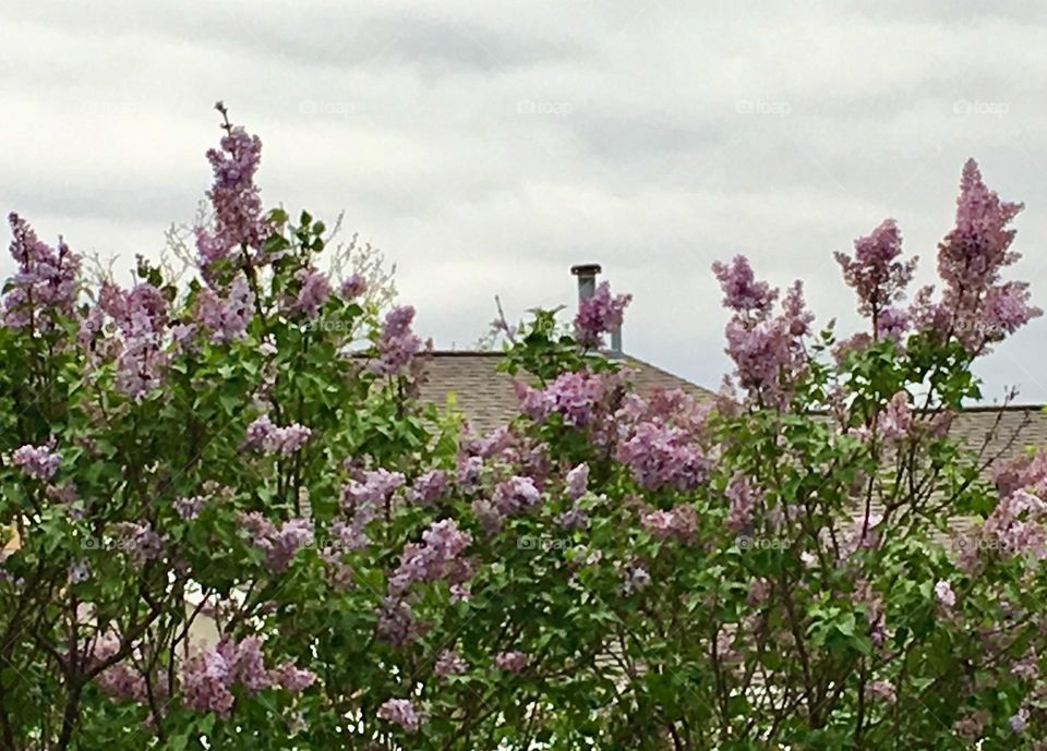 Lilac Overcast