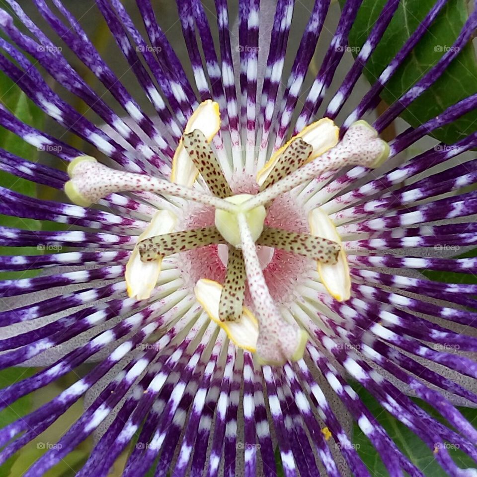 passion flower closeup