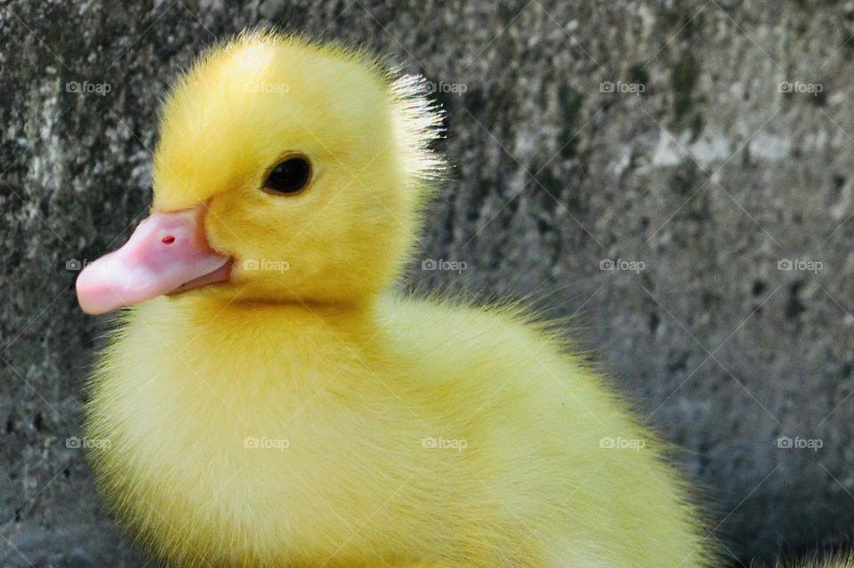 Cute fluffy yellow newborn duckling, spring time