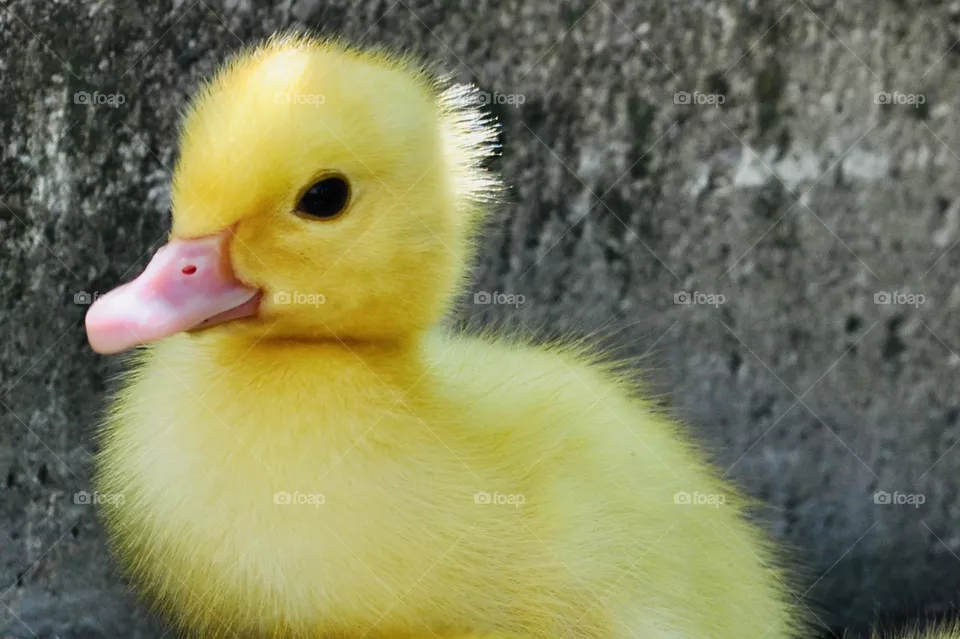 Cute fluffy yellow newborn duckling, spring time