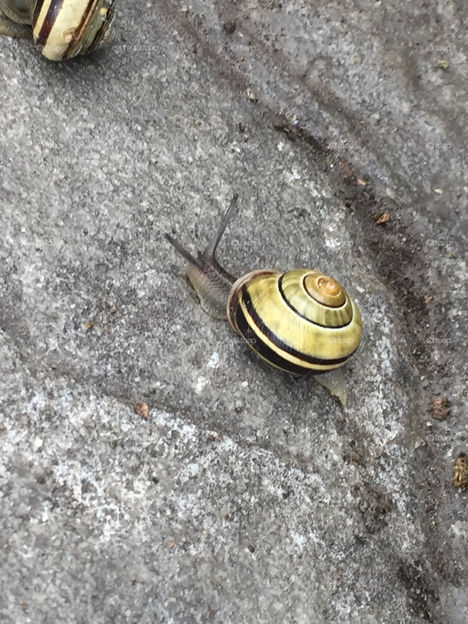 Snails in Beautiful British Columbia