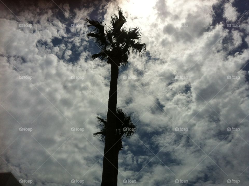 Palm trees in San Diego, California 