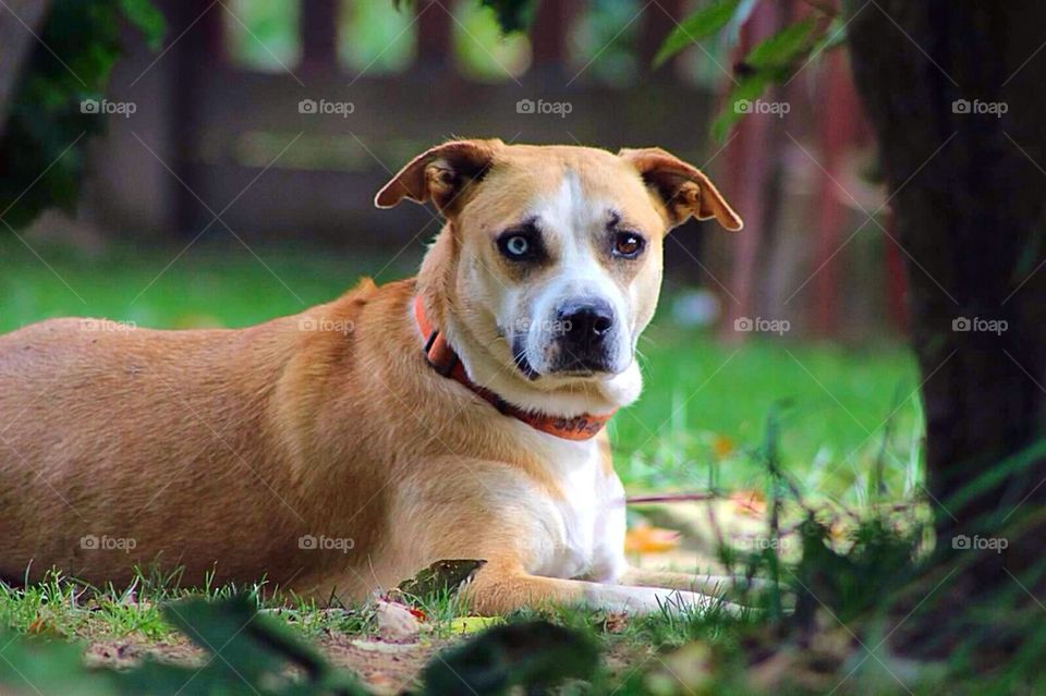 View of a dog looking at camera