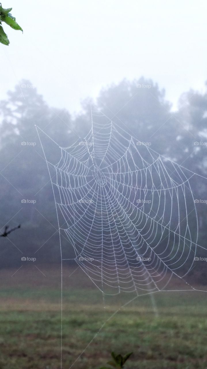 spider web on foggy day with dew drops