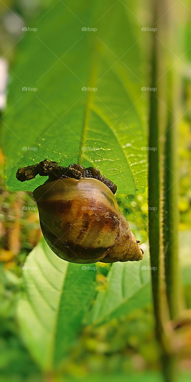 garden snails eat leaves