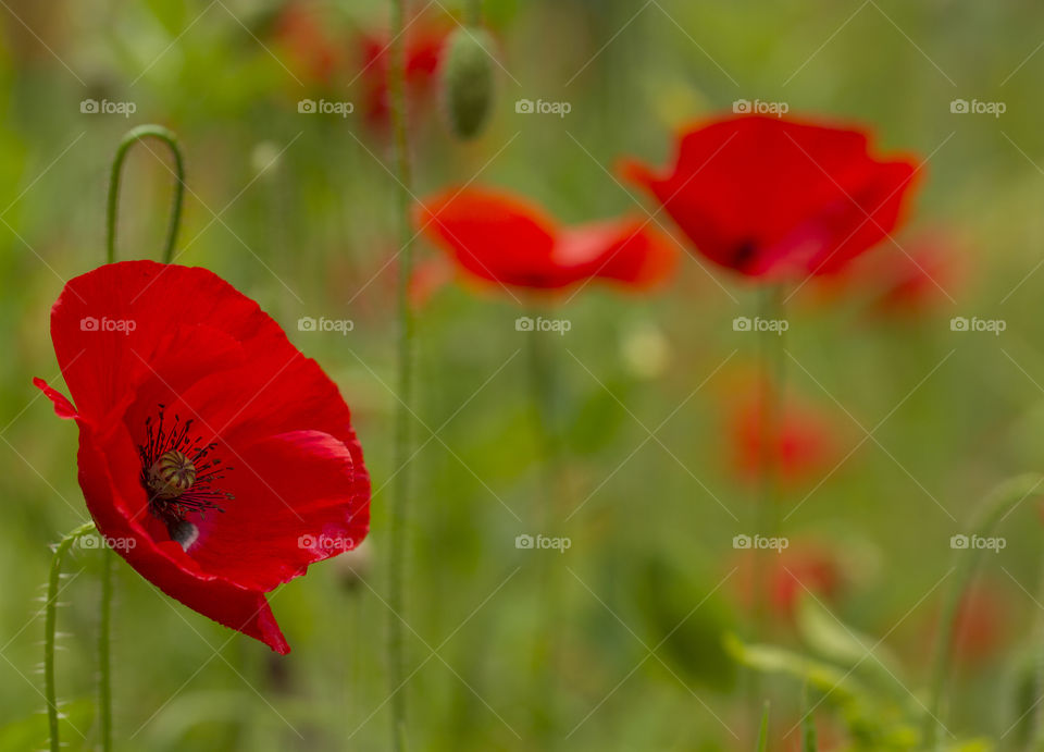 Meadow with red poppies 