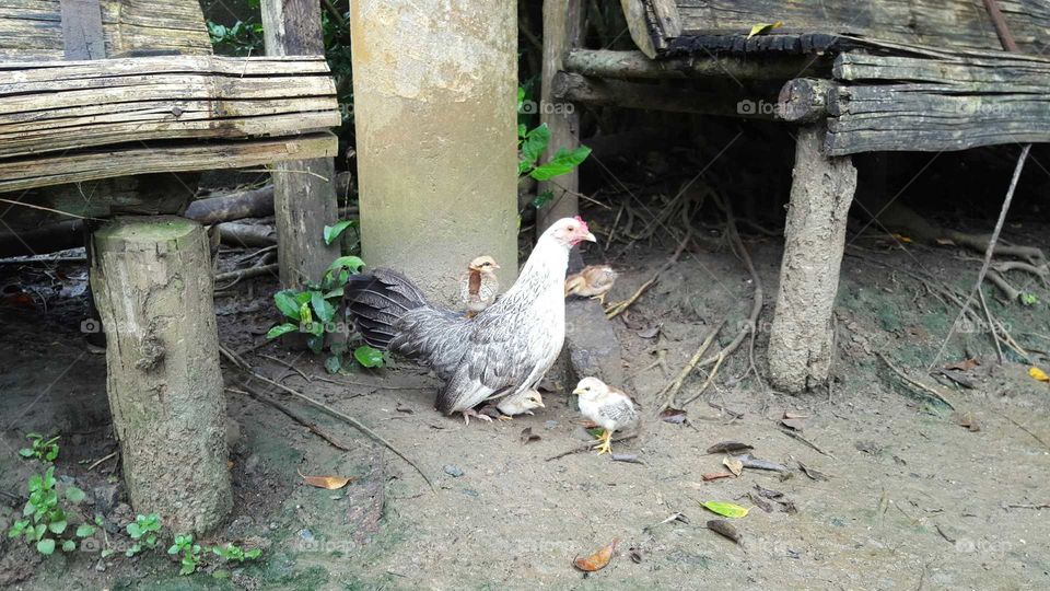 chicks with their mom