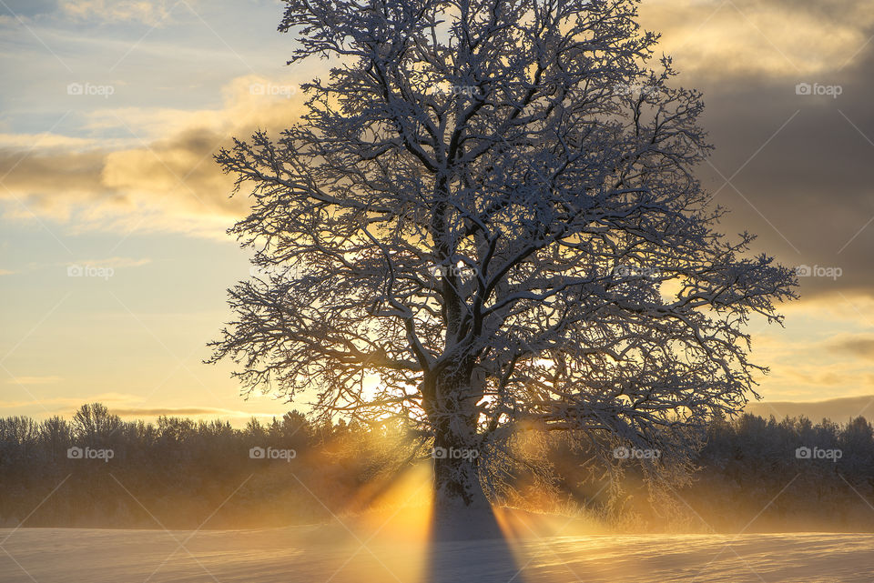 Sunlight rays through oak tree branches on a cold winter morning