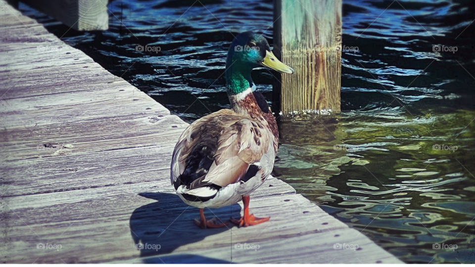 Shake your tail Feathers 